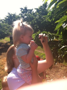 ...and we picked cherries!